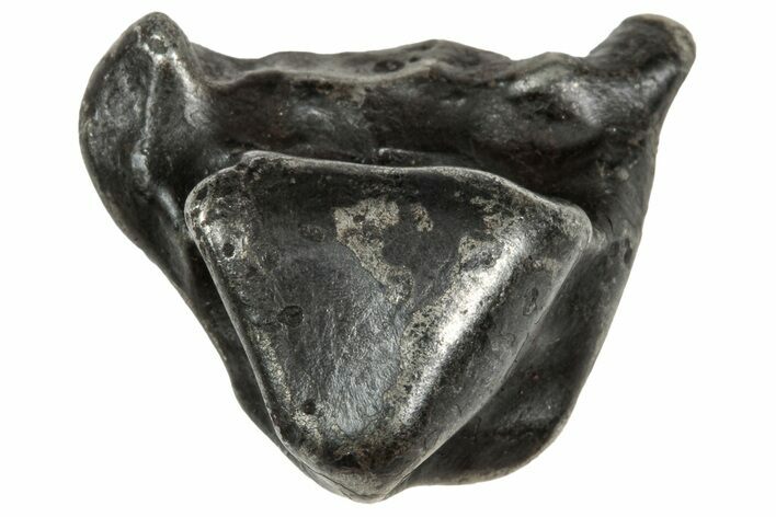 Fusion Crusted Sikhote-Alin Iron Meteorite ( g) - Russia #333109